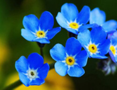 Forget Me Not